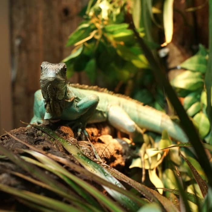 Axanthic Blue Iguana - Dartmoor Zoo