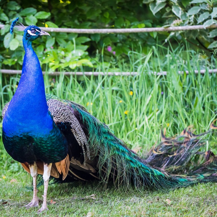 Common Peafowl Dartmoor Zoo