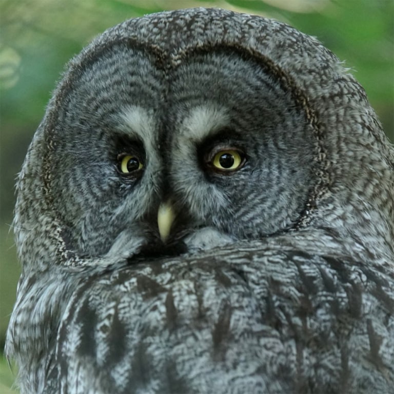 Shipton Vicky "Grey Owl".