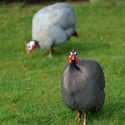 Helmeted Guinea Fowl - Dartmoor Zoo