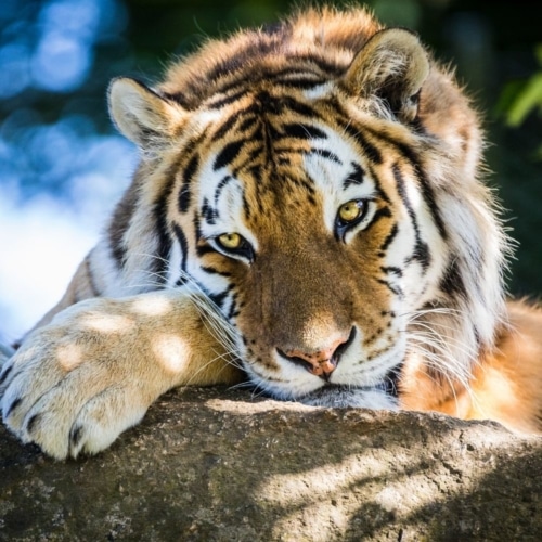 Animals - Dartmoor Zoo