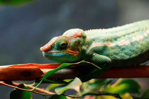 junior-keeper-for-a-day-for-two-children-dartmoor-zoo