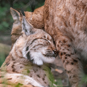 Animals - Dartmoor Zoo