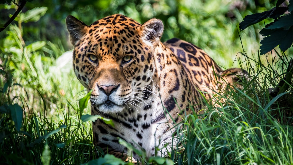 dartmoor zoo park usa