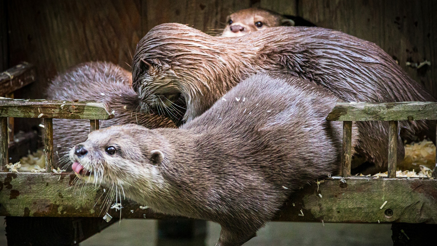 Dartmoor Zoological Society