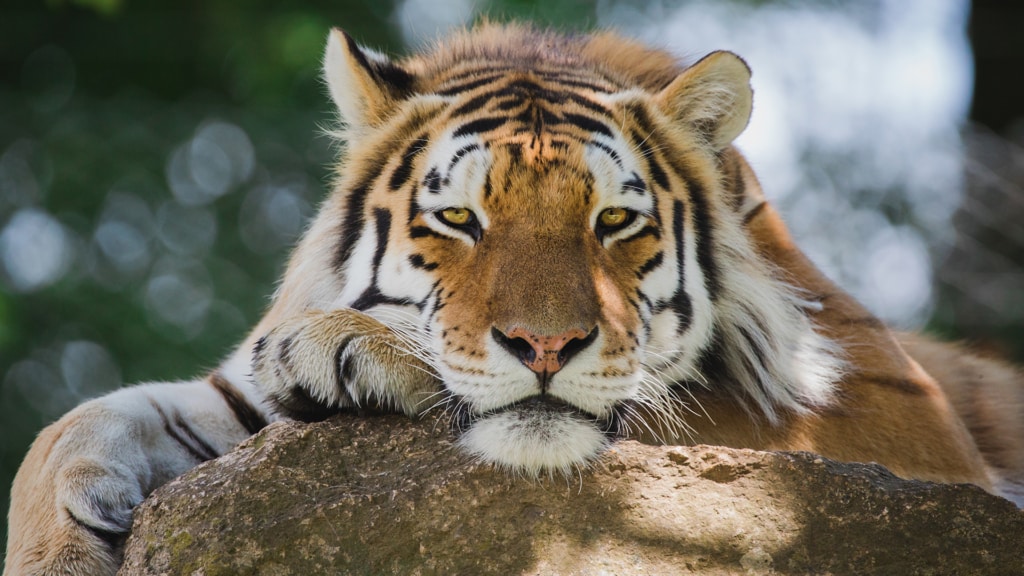 Dartmoor Zoological Society