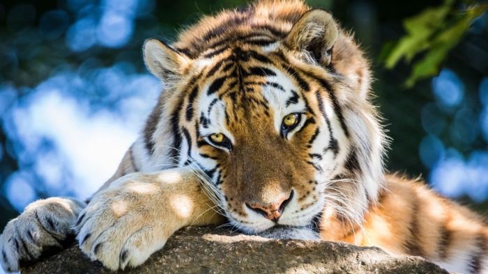 Animals - Dartmoor Zoo