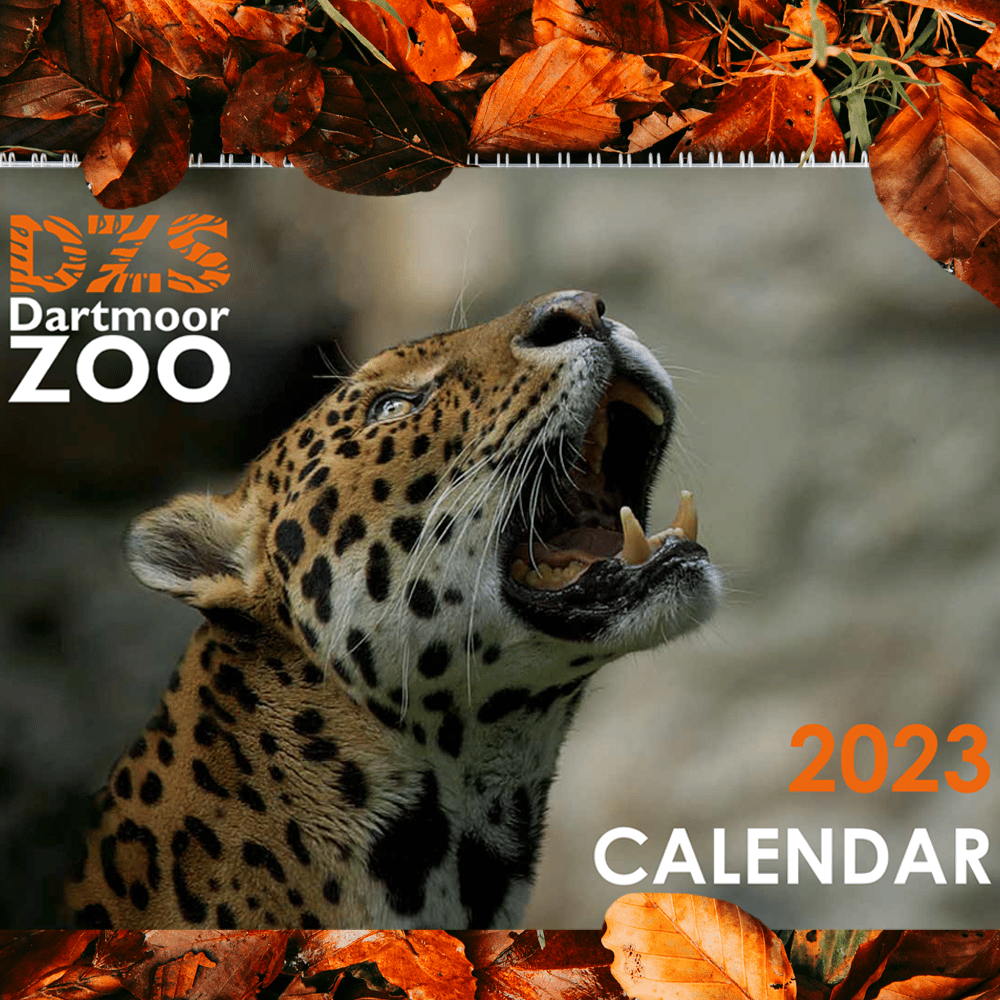 DZS Calendar 2023 - Dartmoor Zoo