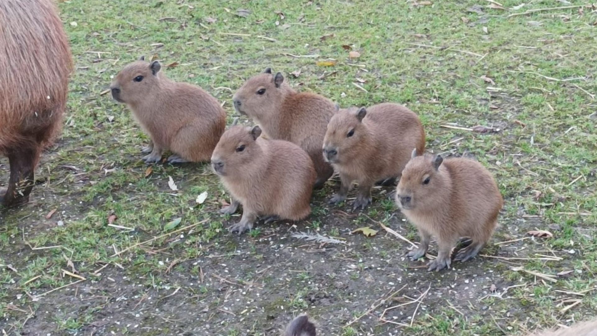 Capybara Newborn