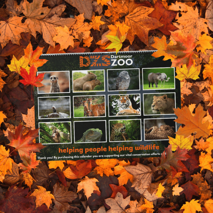 DZS 2024 Calendar Dartmoor Zoo   2024 Calendar Back 700x700 