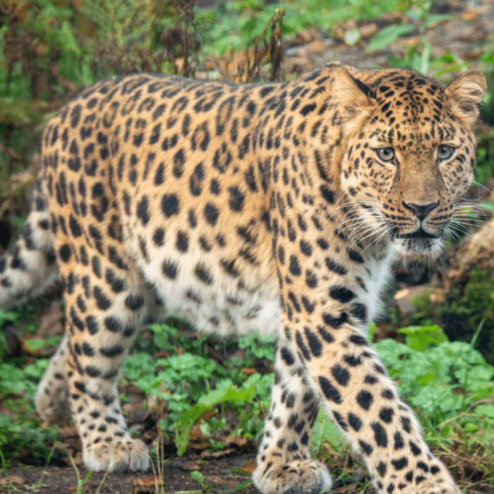 Animals - Dartmoor Zoo