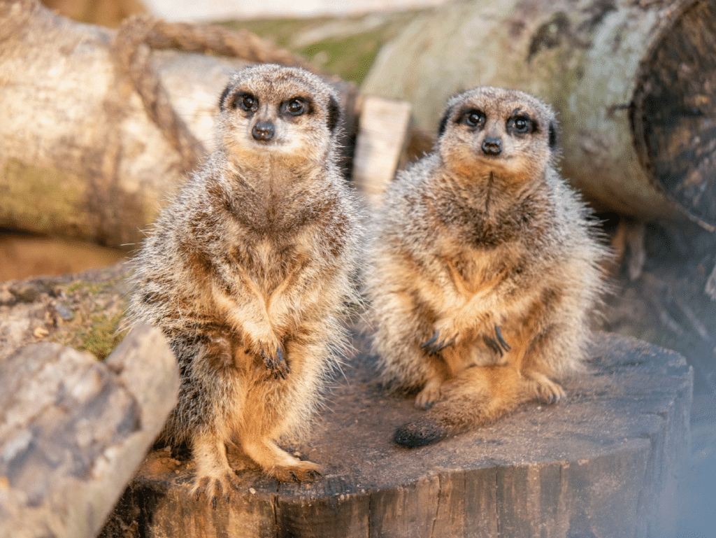 10 surprising benefits of hosting your next conference at a zoo ...