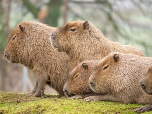 Try something new and engage your team with activities at Dartmoor Zoo