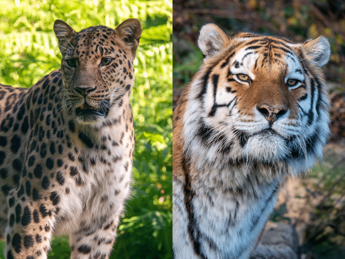 Dartmoor Zoo contribute to global conservation efforts with donation to WildCats Conservation Alliance.