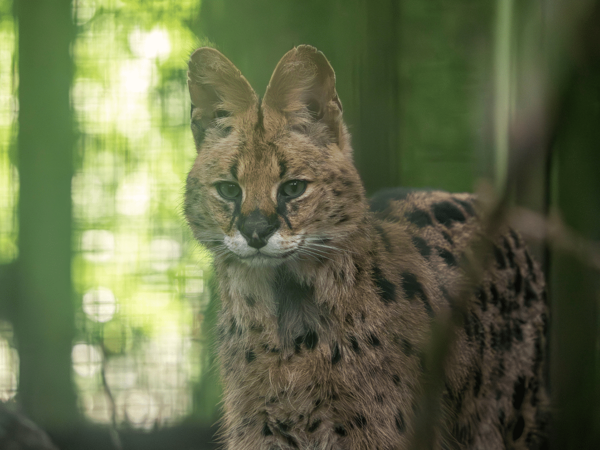 Serval cat ‘Churchill’ rescued and rehomed at Dartmoor Zoo, after Cat Survival Trust conviction.